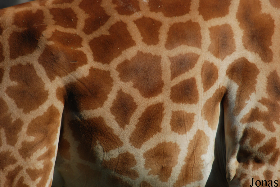 Giraffa camelopardalis antiquorum