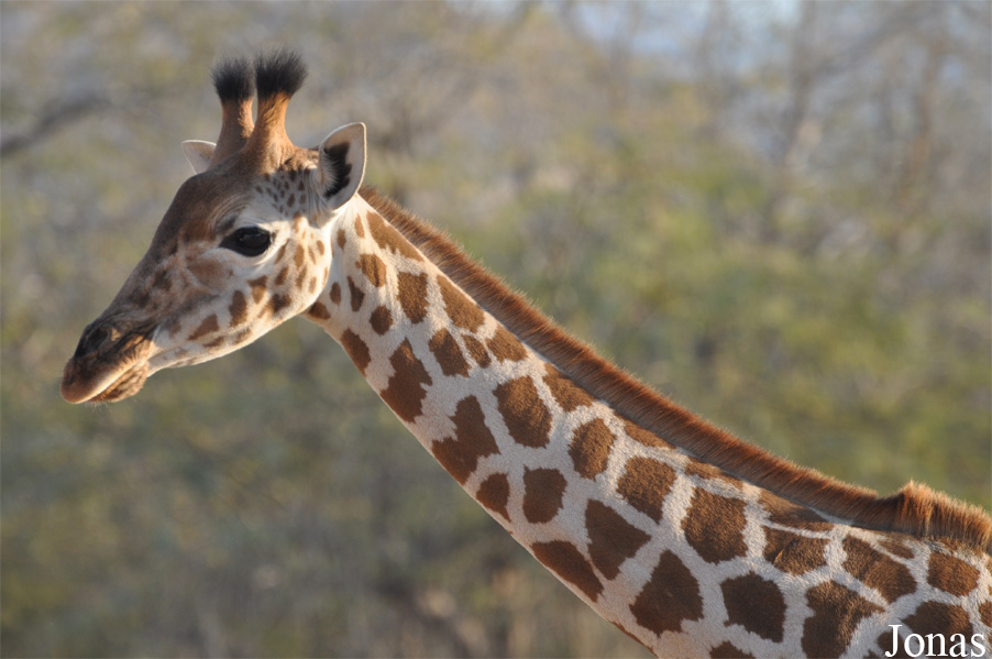 Giraffa camelopardalis camelopardalis