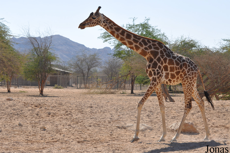 Giraffa camelopardalis camelopardalis