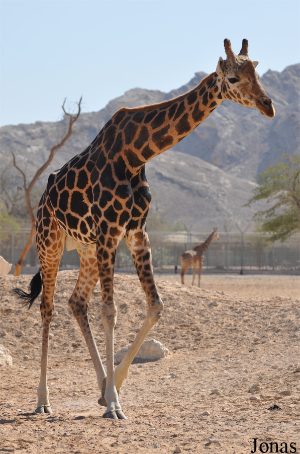 Giraffa camelopardalis camelopardalis