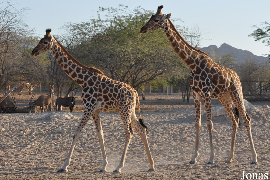 Giraffa camelopardalis camelopardalis