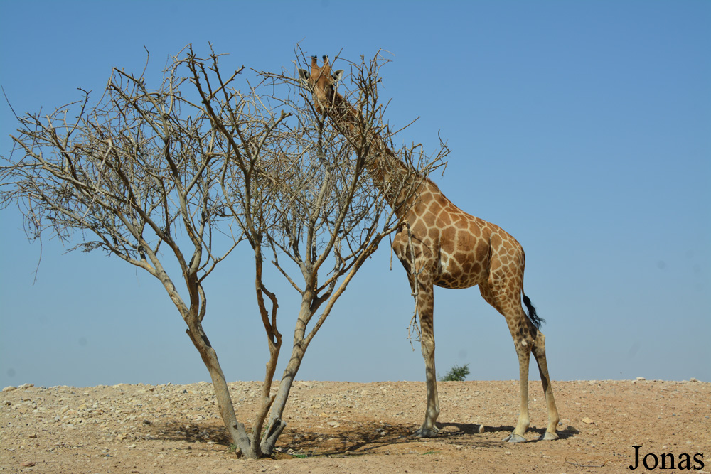 Giraffa camelopardalis camelopardalis