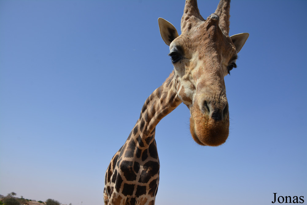 Giraffa camelopardalis camelopardalis
