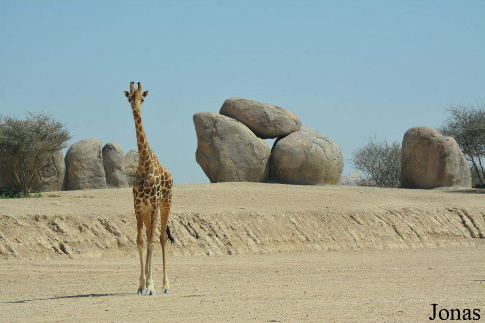 Giraffa camelopardalis camelopardalis