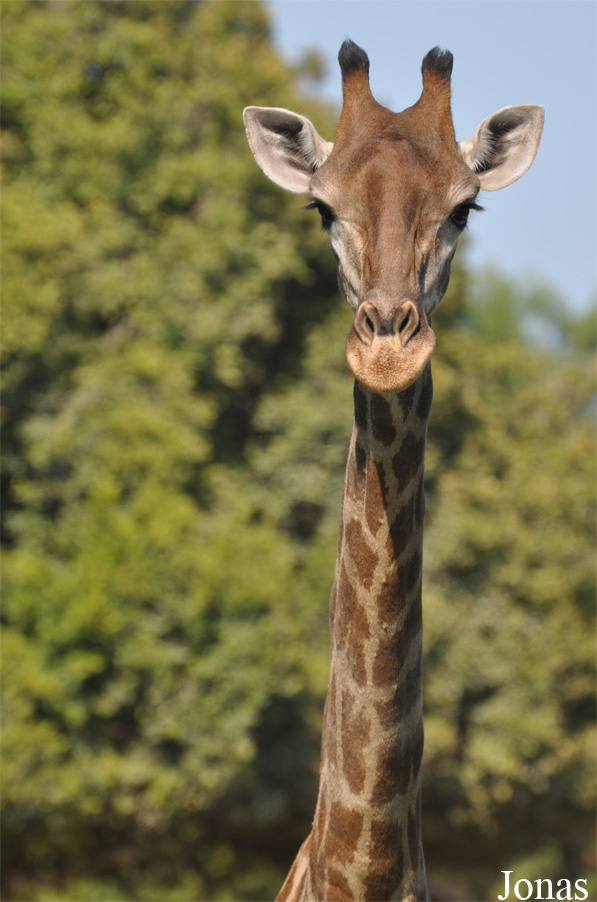 Giraffa camelopardalis giraffa
