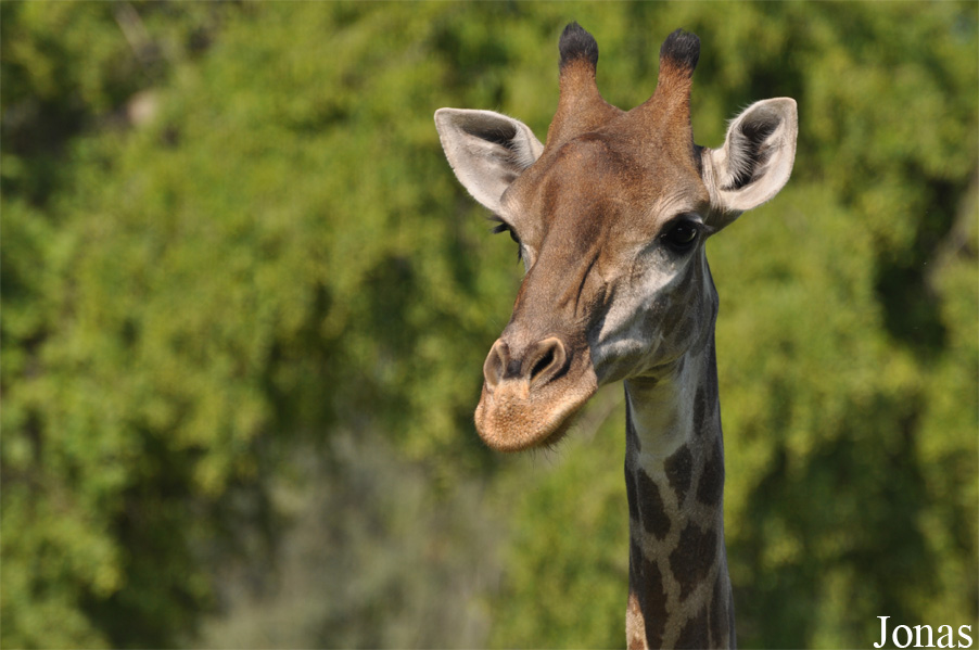 Giraffa camelopardalis giraffa