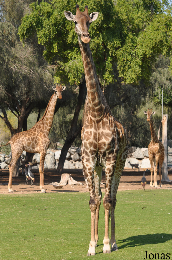 Giraffa camelopardalis giraffa
