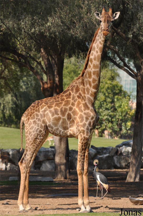 Giraffa camelopardalis giraffa