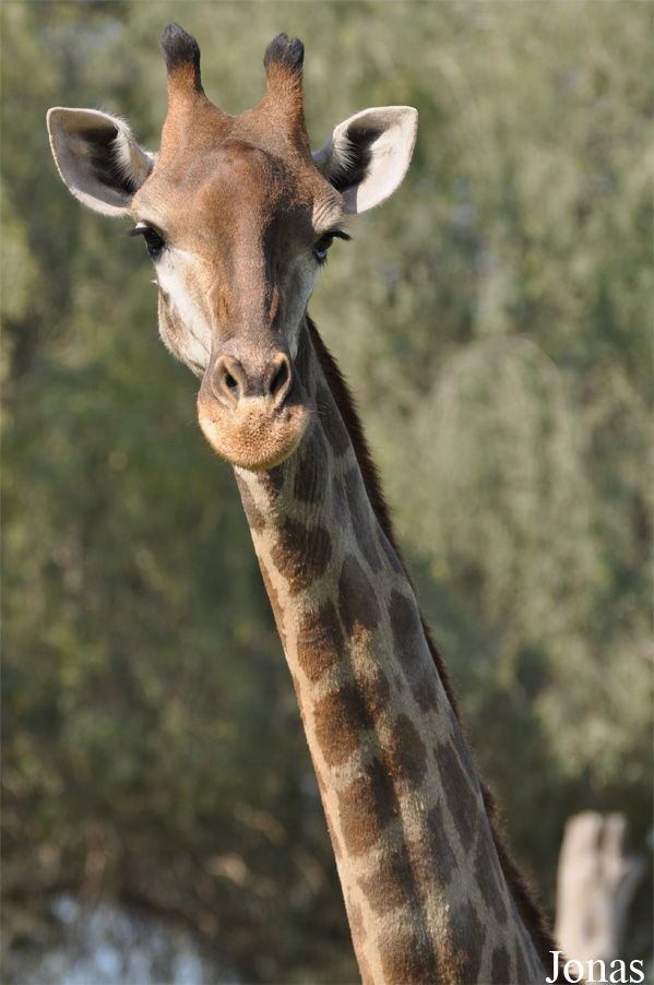 Giraffa camelopardalis giraffa