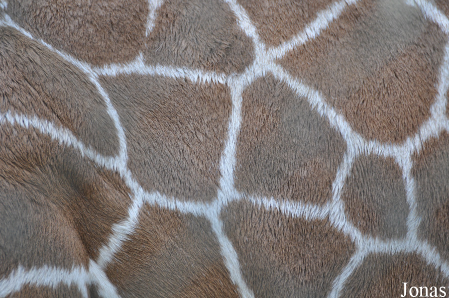 Giraffa camelopardalis reticulata