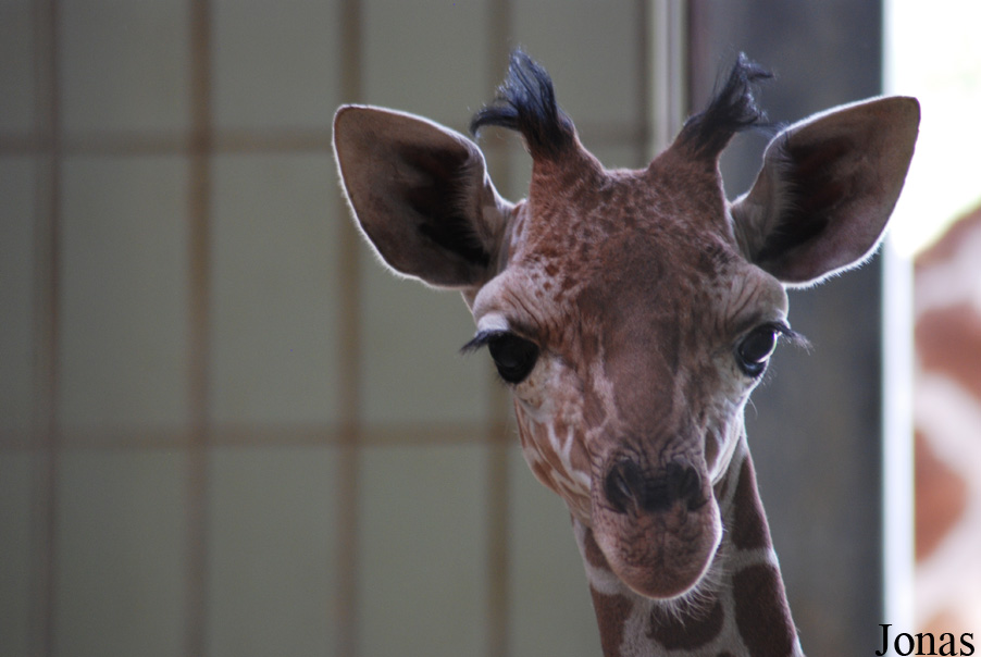 Giraffa camelopardalis reticulata