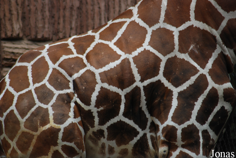 Giraffa camelopardalis reticulata