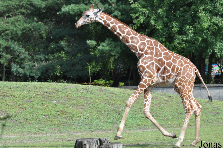 Giraffa camelopardalis reticulata