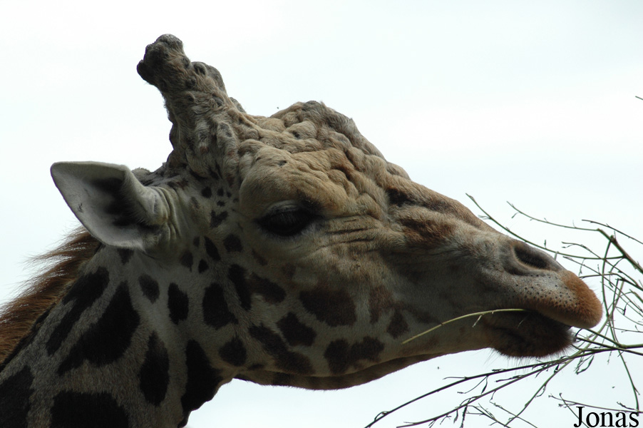 Giraffa camelopardalis rothschildi