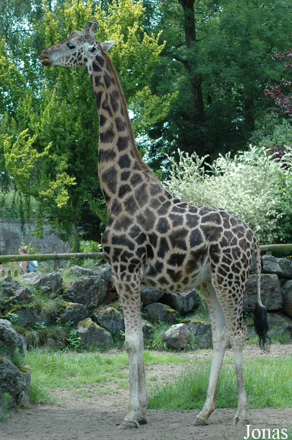 Giraffa camelopardalis rothschildi