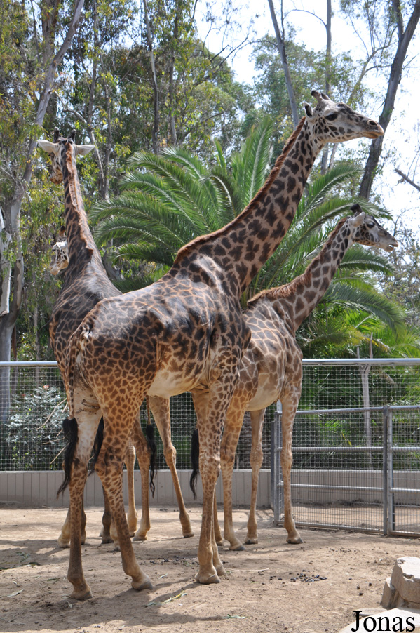 Giraffa camelopardalis tippelskirchi