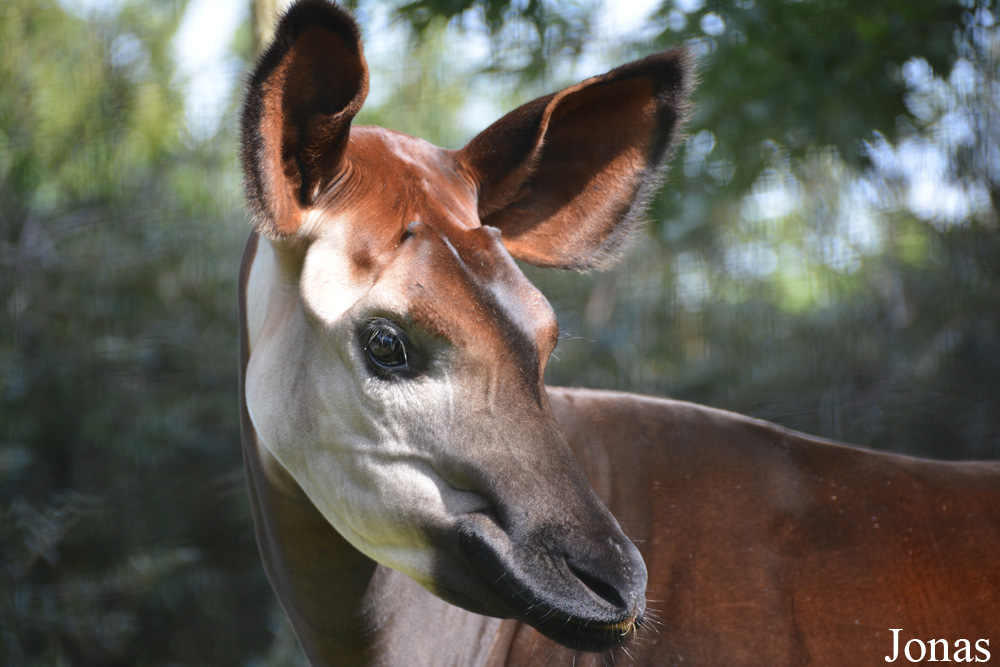 Okapia johnstoni