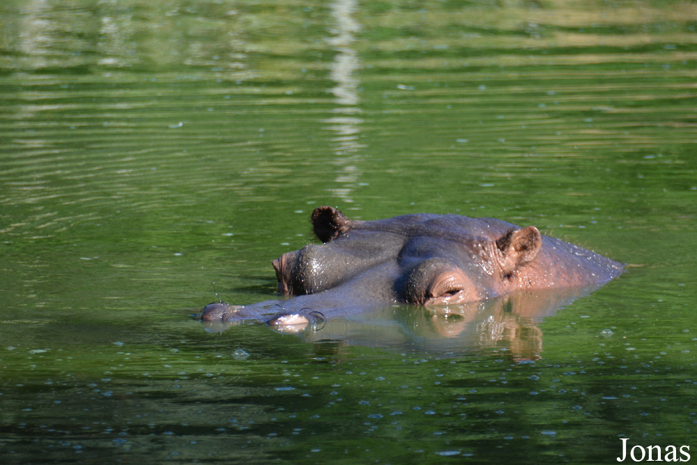Hippopotamus amphibius