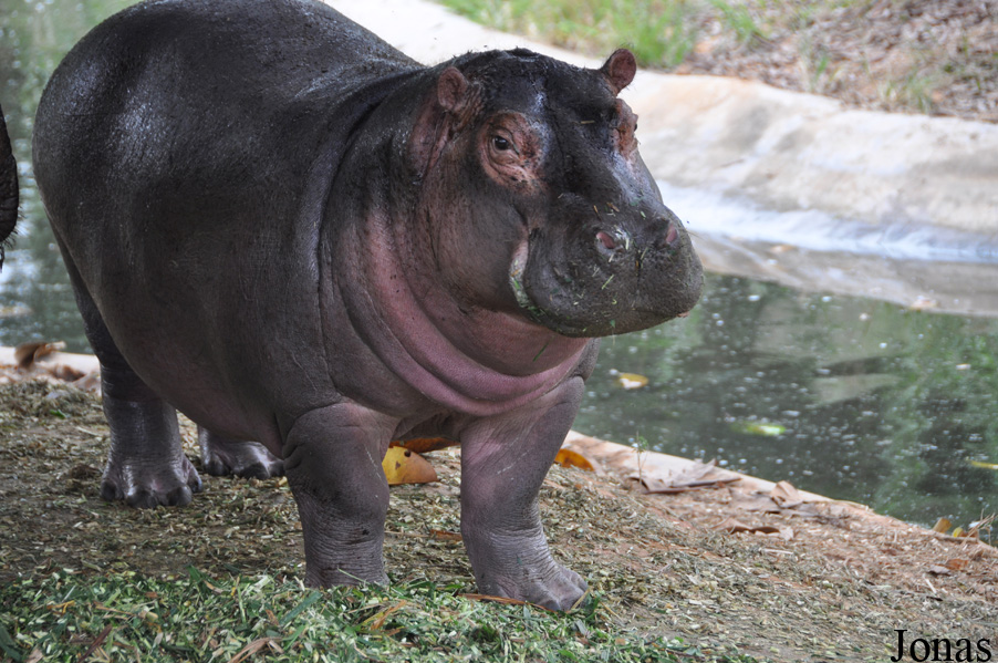 Hippopotamus amphibius