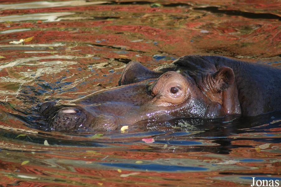 Hippopotamus amphibius