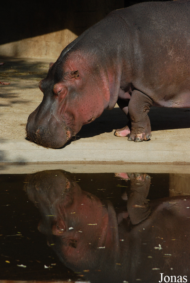 Hippopotamus amphibius