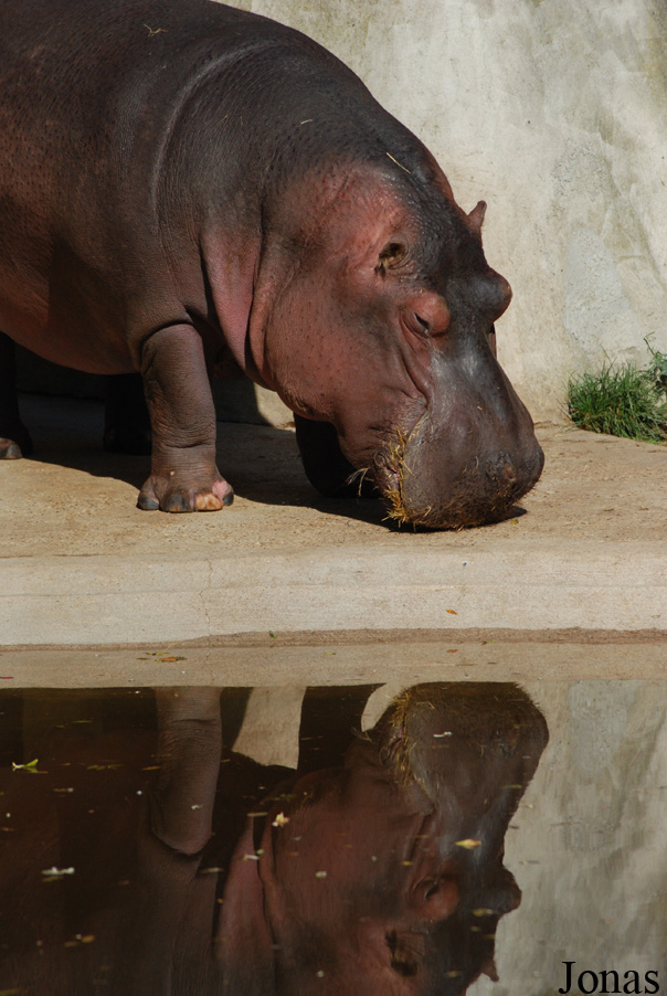 Hippopotamus amphibius