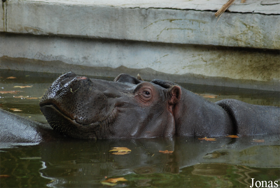 Hippopotamus amphibius