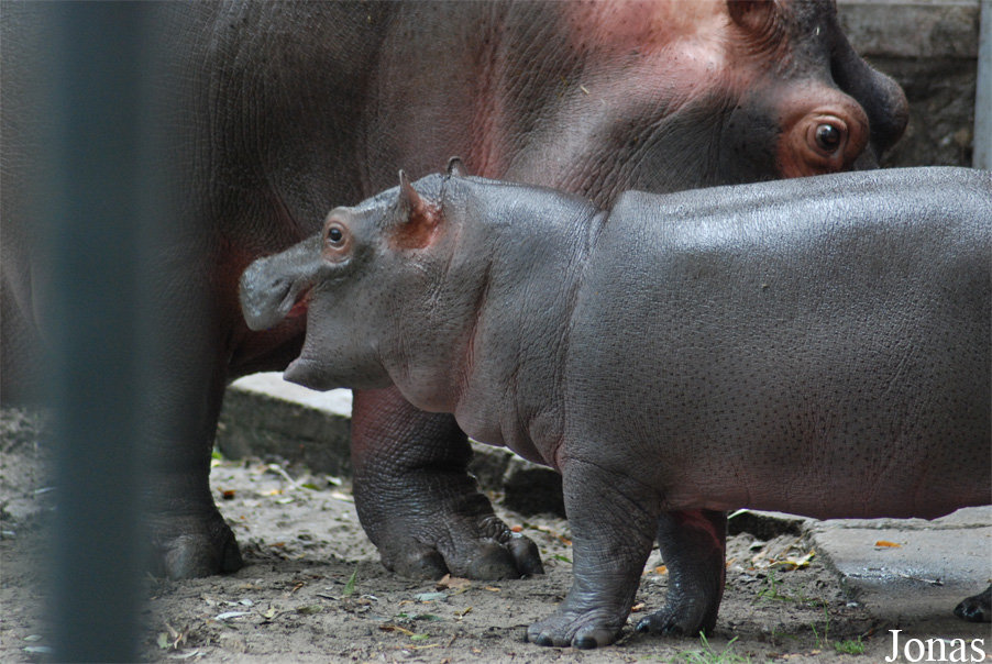 Hippopotamus amphibius