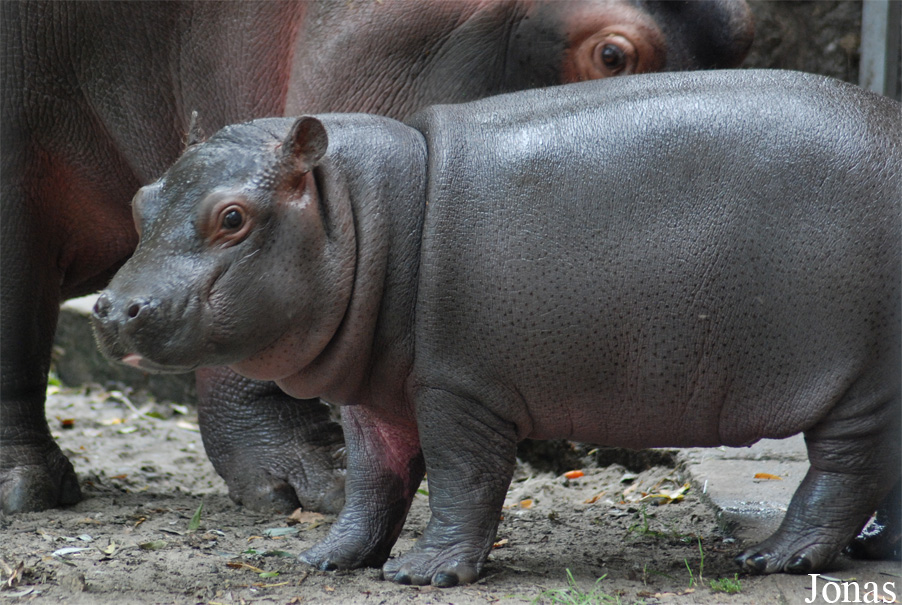 Hippopotamus amphibius