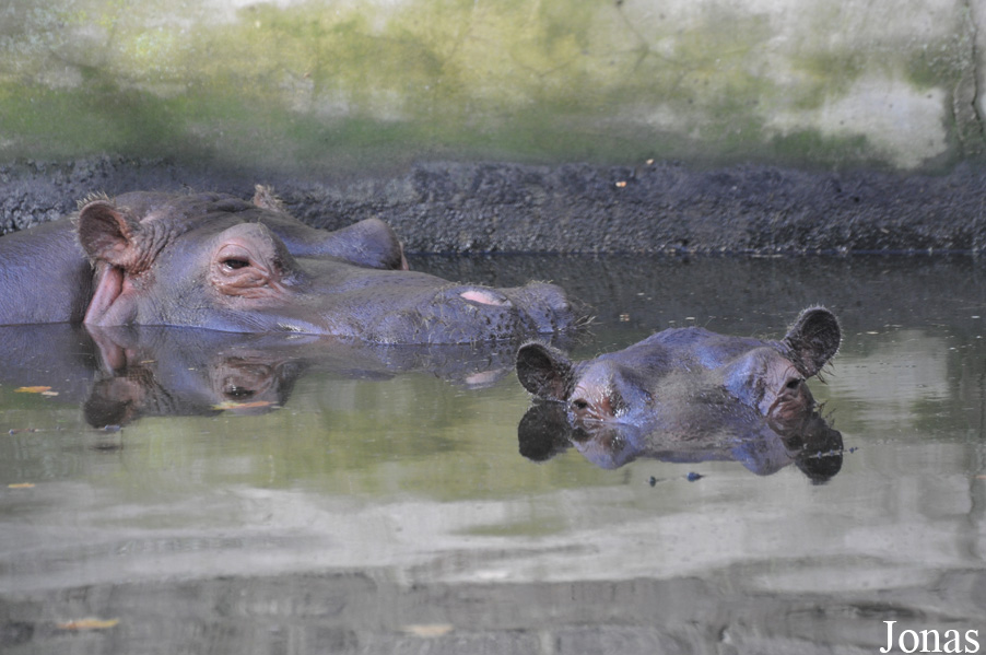 Hippopotamus amphibius