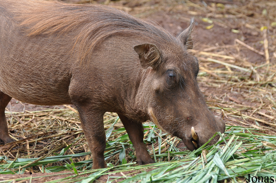 Phacochoerus africanus africanus