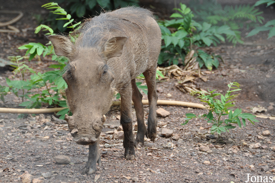 Phacochoerus africanus africanus