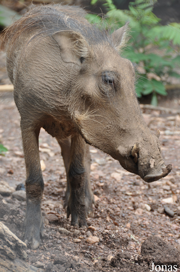 Phacochoerus africanus africanus