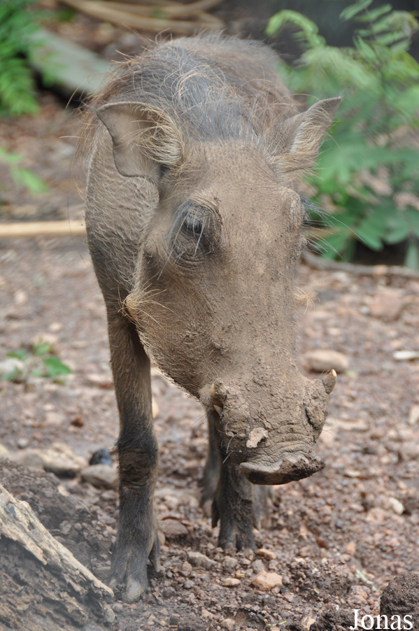 Phacochoerus africanus africanus