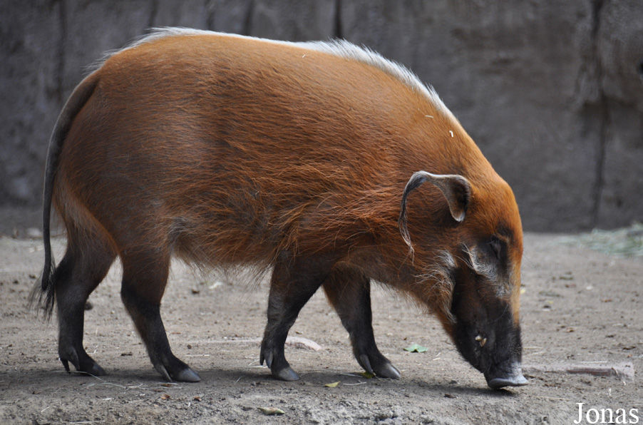 Potamochoerus porcus