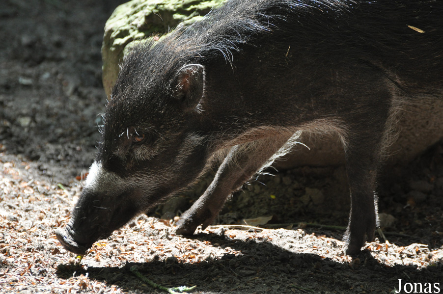 Sus cebifrons negrinus