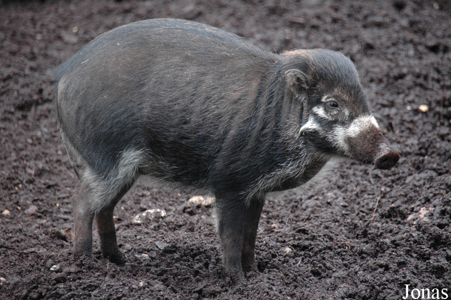 Sus cebifrons negrinus