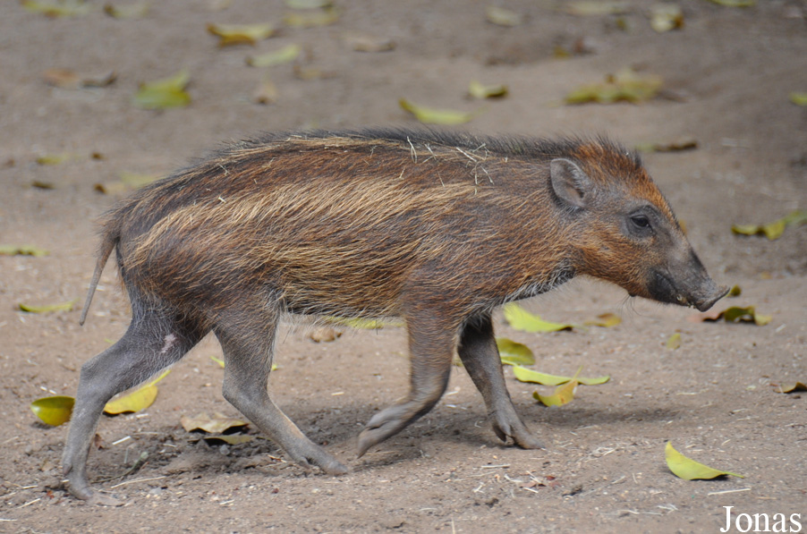 Sus cebifrons negrinus