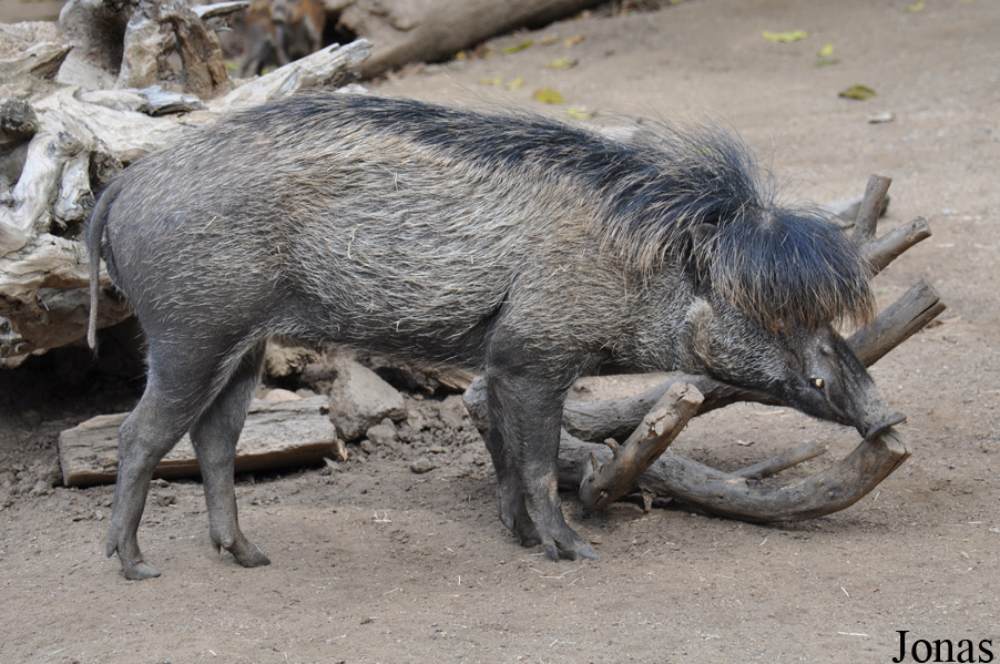 Sus cebifrons negrinus