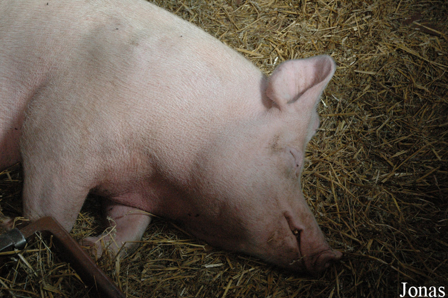 Cochon Deutsches Edelschwein