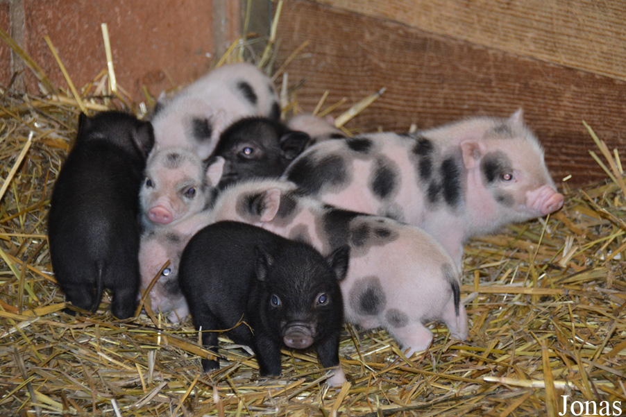 Cochon domestique