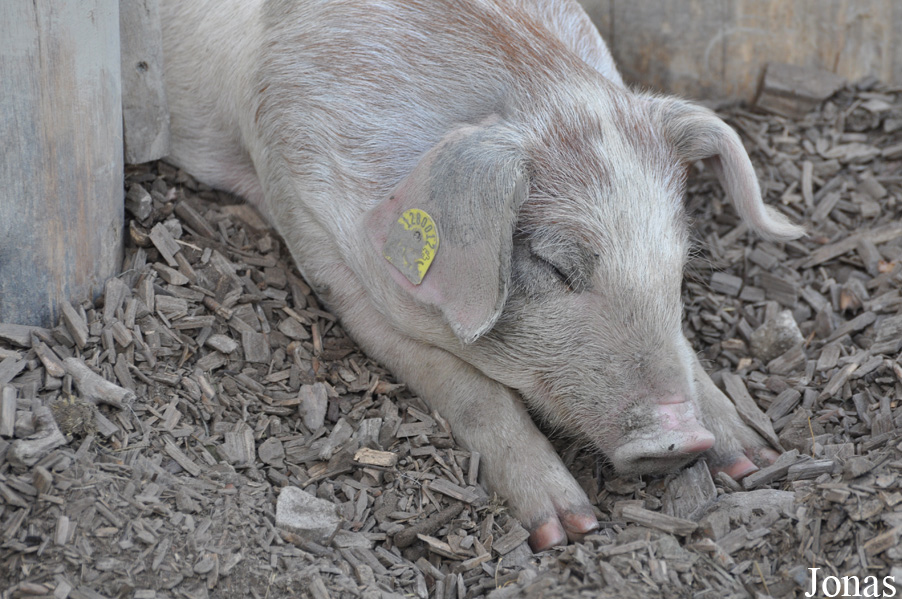 Cochon domestique