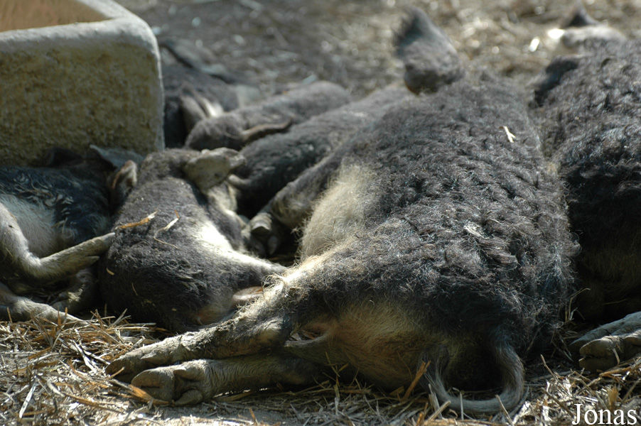 Cochon Mangalitza