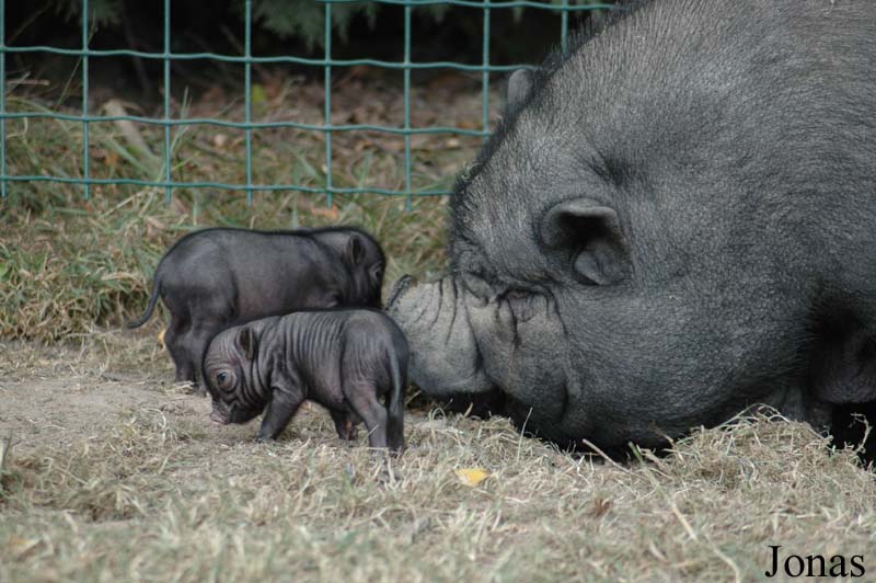Cochon Vietnamien