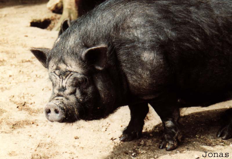 Cochon Vietnamien