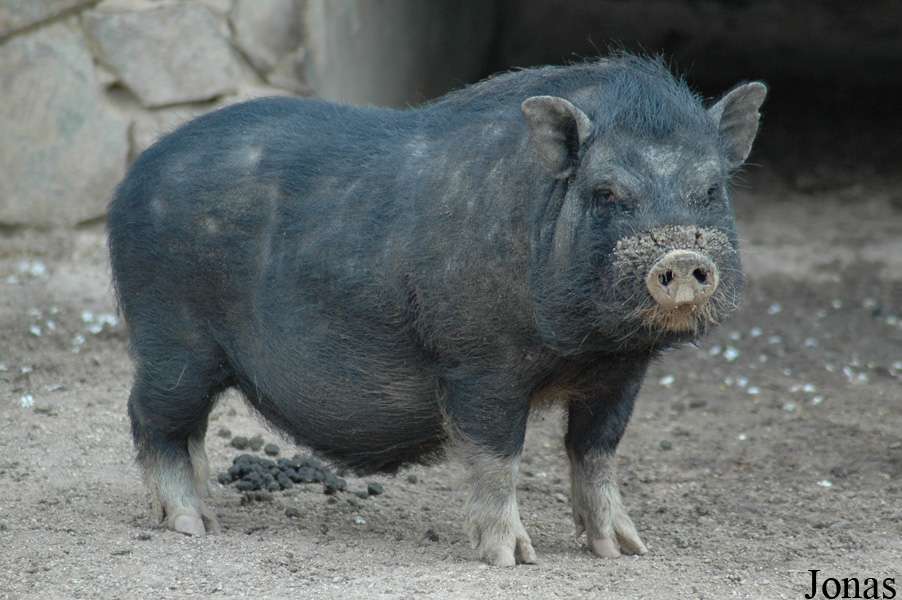 Cochon Vietnamien