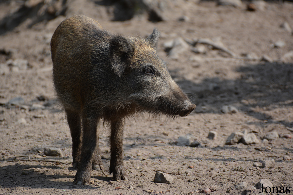Sus scrofa scrofa