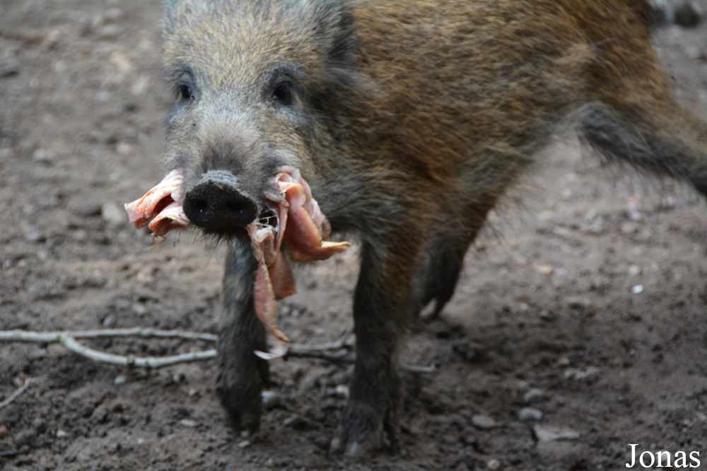 Sus scrofa scrofa