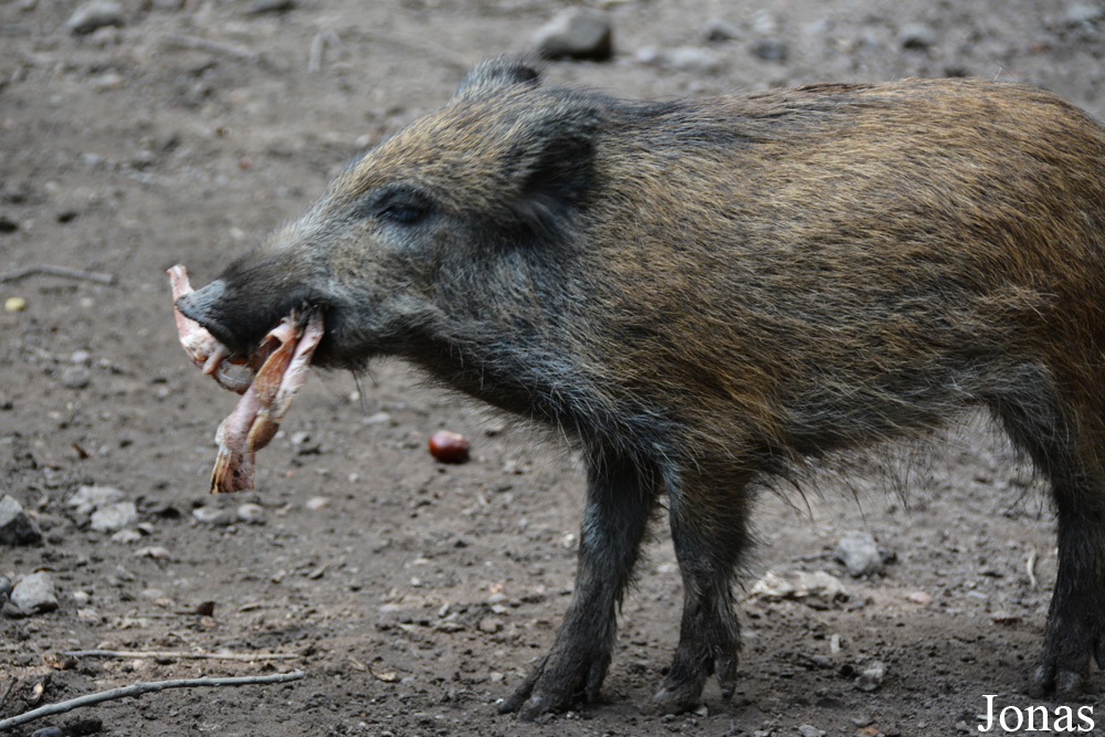 Sus scrofa scrofa