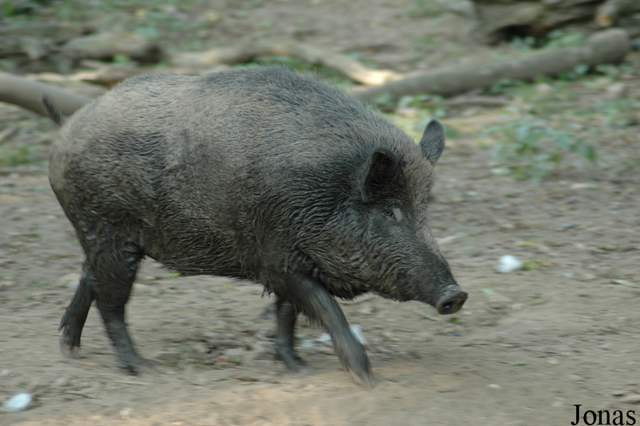 Sus scrofa scrofa